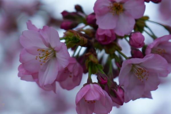 2025 Cherry Blossom Festival